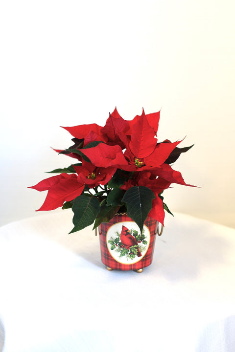 Small Poinsettia in Cardinal Planter