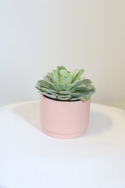 Succulent in Blush Ceramic Pot