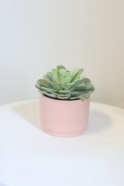 blush plant pot Succulent in Blush Ceramic Pot