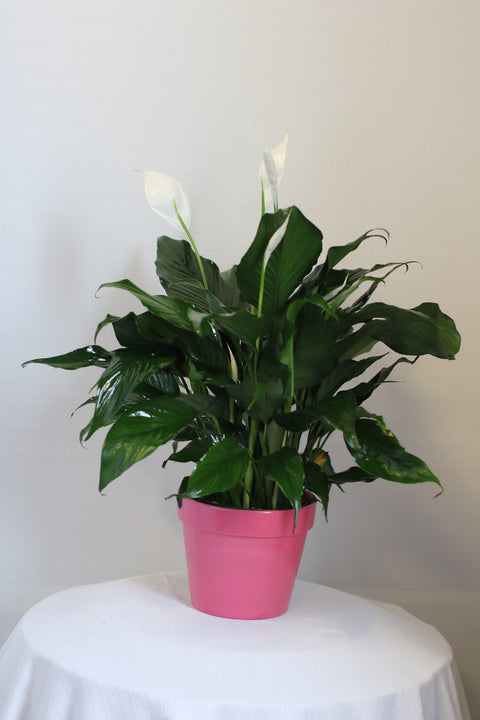 Peace Lily in Pink Ceramic