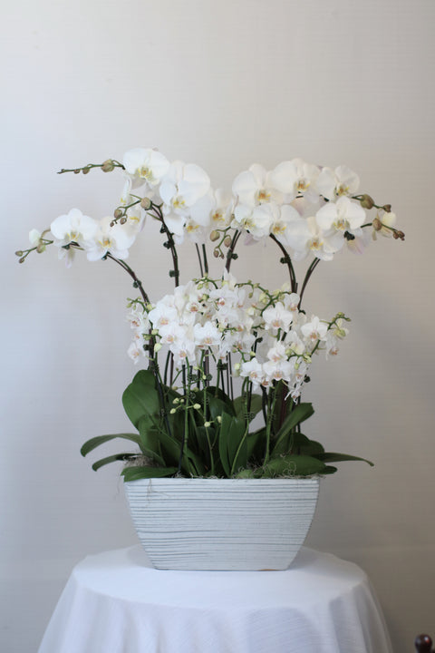 large orchid plant pot Magnifica Orchid Planter – Monarch Garden and Floral Design
