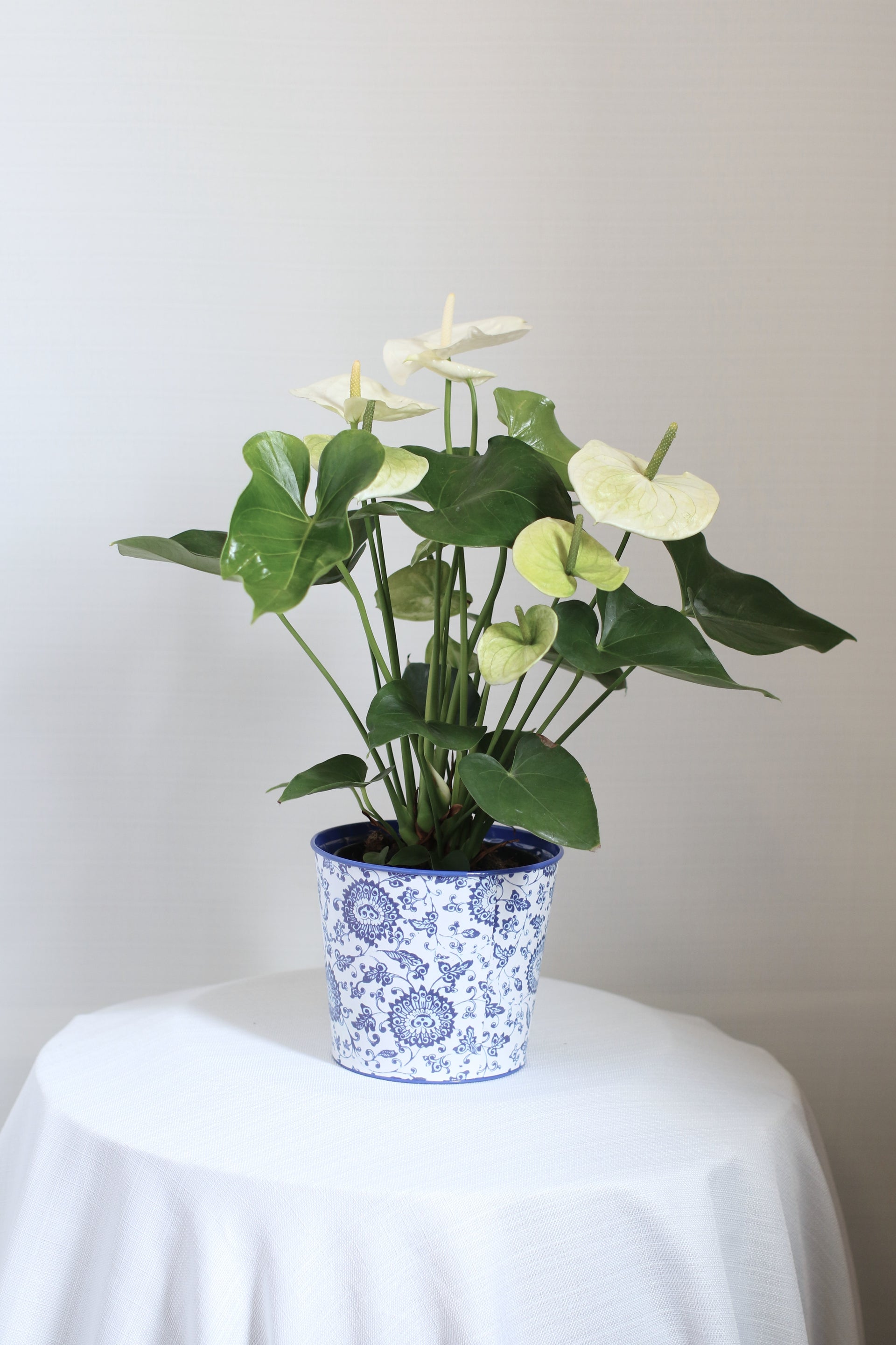 White Anthurium – Monarch Garden and Floral Design
