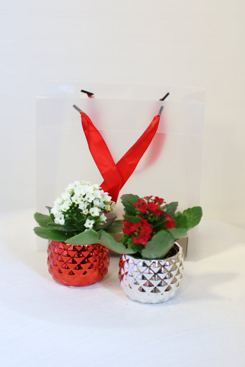 Holiday Mini Pots Gift Bag