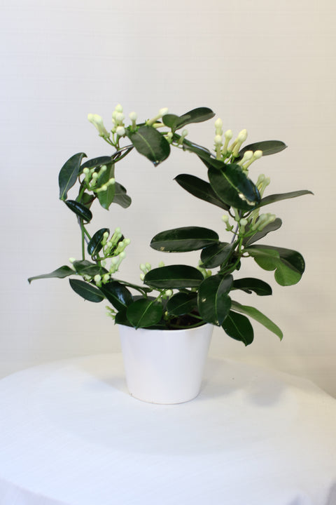 Stephanotis Vine Elegance