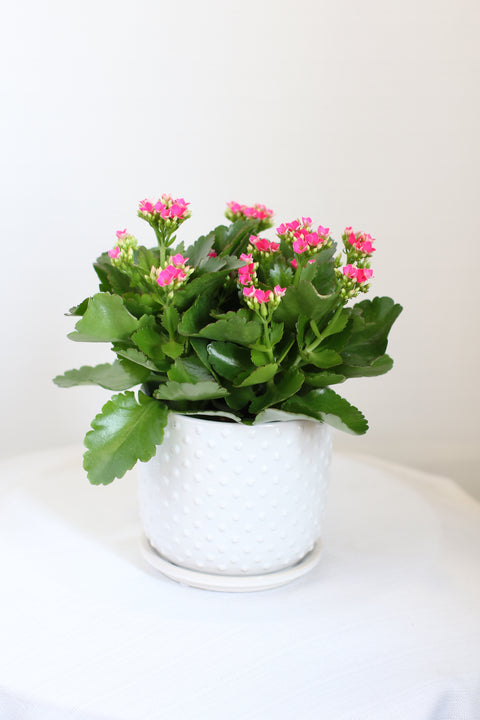 Dark Pink Kalanchoe Potted 6"