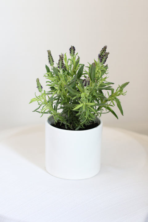 Spanish Lavender 4"