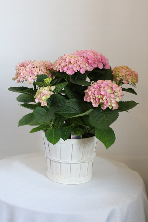Pink Hydrangea Potted 6"