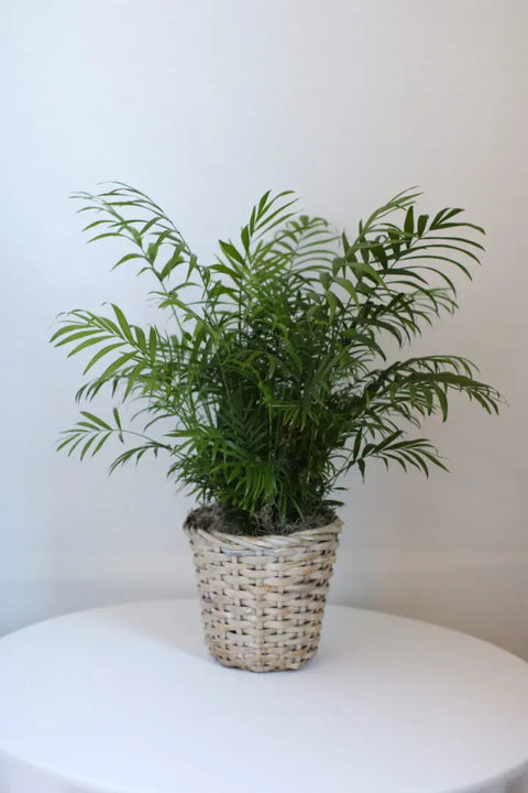 Palm in Basket