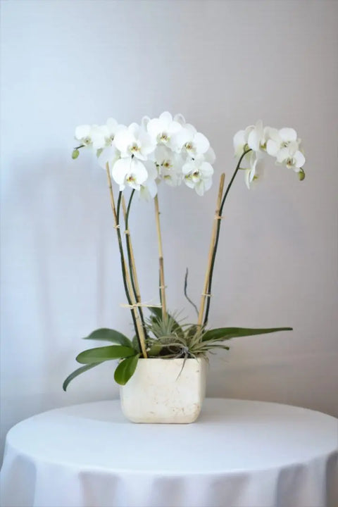 White Phalaenopsis Double Potted