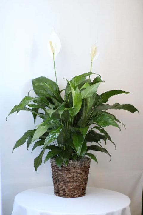 Large Peace Lily in Basket