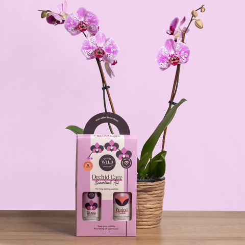 Orchid Essential Kit