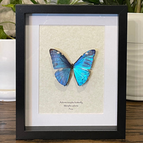 Framed Butterflies