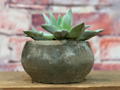 Rochester Terracotta Farm Pot, Mossed Blackstone