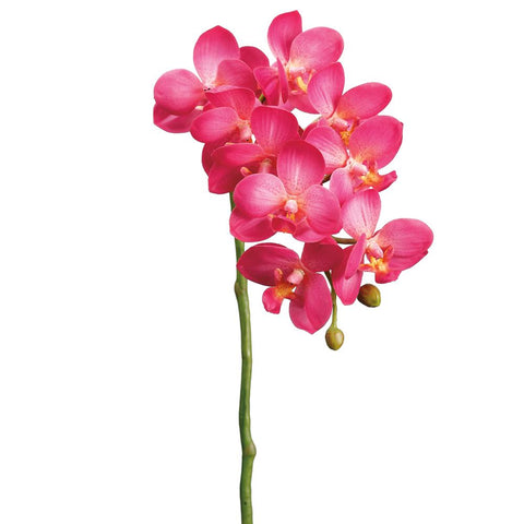 18.5” Phalaenopsis CE/TT