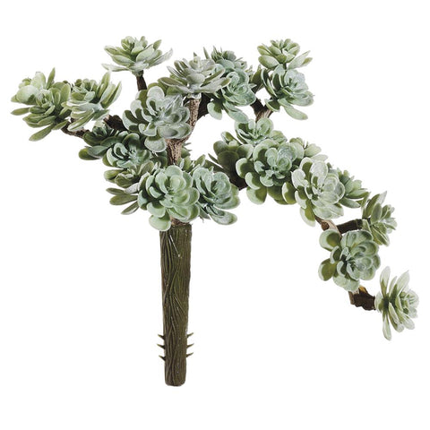 Sedum