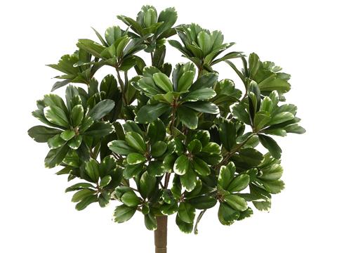 Pittosporum Bunch