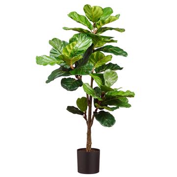 56" Fiddle Fig Plant