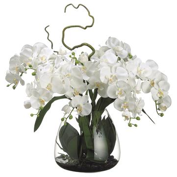 Phalaenopsis WH in Vase