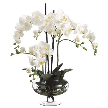Phaleanopsis Orchid