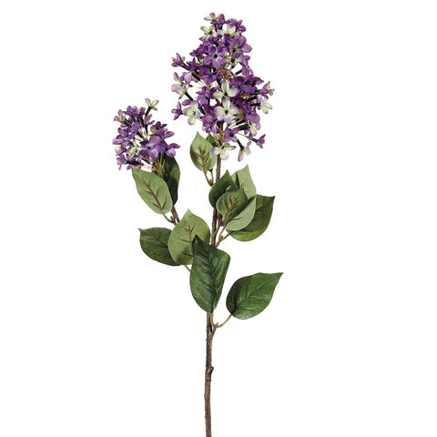 English Lilac LV/TT