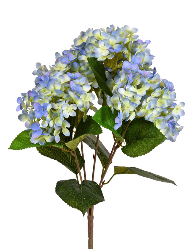 Hydrangea Bush Blue