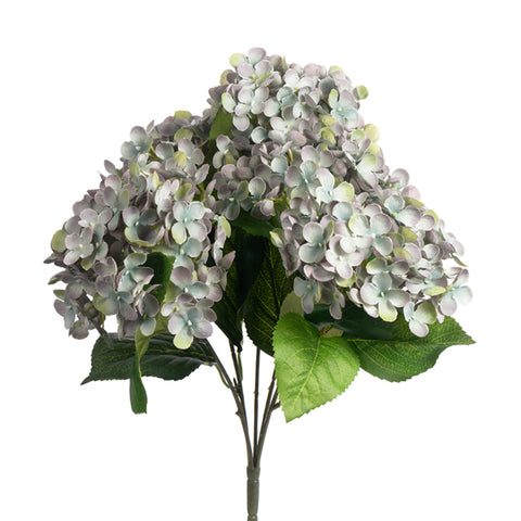 Hydrangea Bush Helio x5