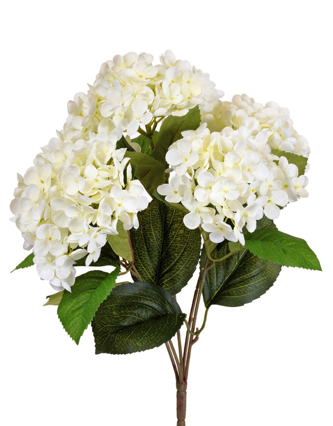 Hydrangea White Bush